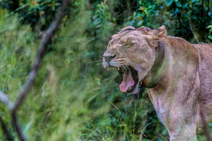 Hluhluwe-Imfolozi: Big 5 Full or Half-Day Safari - Bush breakfast inside the park: why the timing matters