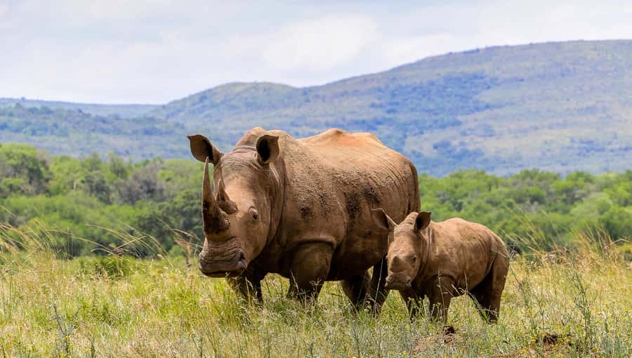 Hluhluwe-Imfolozi: Big 5 Full or Half-Day Safari - Traditional South African barbecue lunch, and the right kind of break