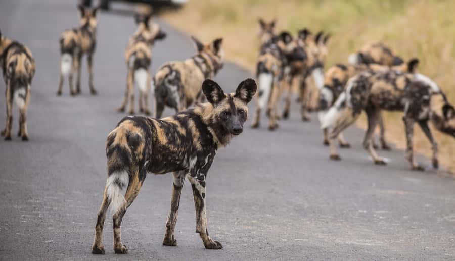 Hluhluwe-Imfolozi: Big 5 Full or Half-Day Safari - Rangers like Sifiso, Kyle, Theo, and Lindo: how you get better sightings