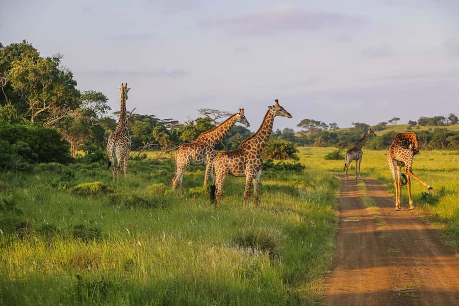 Hluhluwe-Imfolozi: Big 5 Full or Half-Day Safari - What you can realistically expect to see: Big 5 plus extras