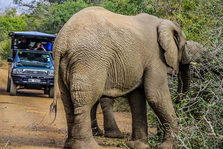 Hluhluwe-Imfolozi: Big 5 Full or Half-Day Safari - The park’s history, told in a way that makes the drive make sense