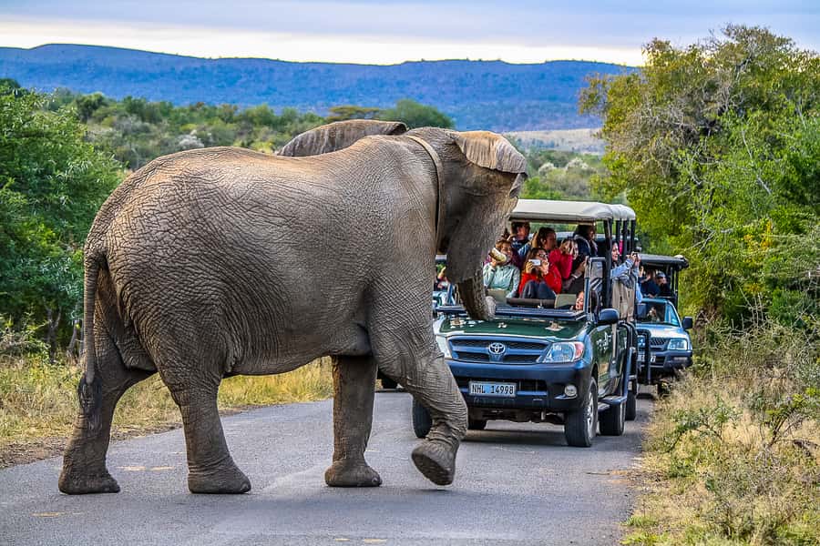 Hluhluwe-Imfolozi: Big 5 Full or Half-Day Safari - The 5:00 AM St Lucia start, and why you should actually embrace it