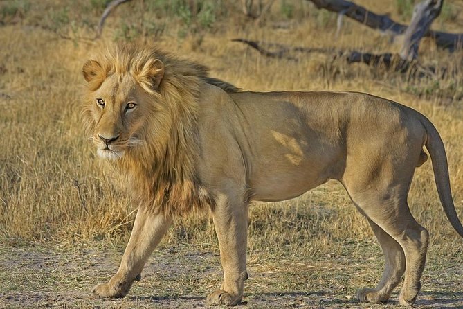 Hluhluwe Imfolozi Big 5 Reserve day Safari from Durban - Key Things I’d Book This For