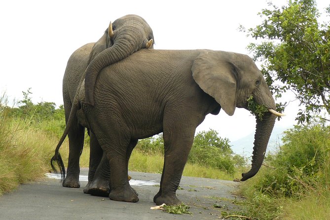 Hluhluwe Imfolozi Big 5 Reserve day Safari from Durban - Durban To Hluhluwe Imfolozi: The Schedule That Works