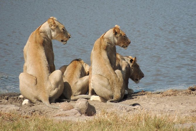 Hluhluwe/iMfolozi Game Reserve Full Day Game Drive - The early schedule, what it means for your chances