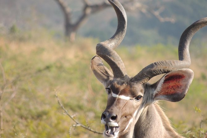 Hluhluwe/iMfolozi Game Reserve Full Day Game Drive - Price and value: what $265.36 gets you, and what it does not