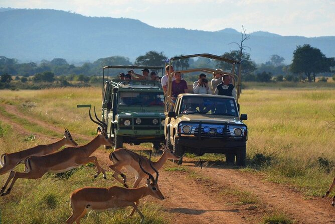 Hluhluwe Imfolozi Game Reserve & Phezulu Safari Park from Durban - Key things to know before you go