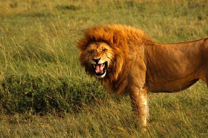 Hluhluwe Imfolozi Game Reserve & Phezulu Safari Park from Durban - Dawn game drive and the rhythm of a full safari day