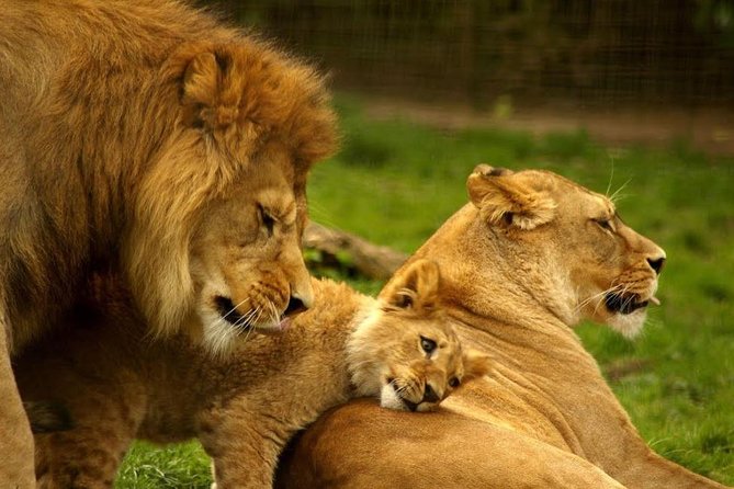 Hluhluwe Imfolozi Game Reserve & Phezulu Safari Park from Durban - Phezulu Safari Park: why this cultural stop feels worth the time
