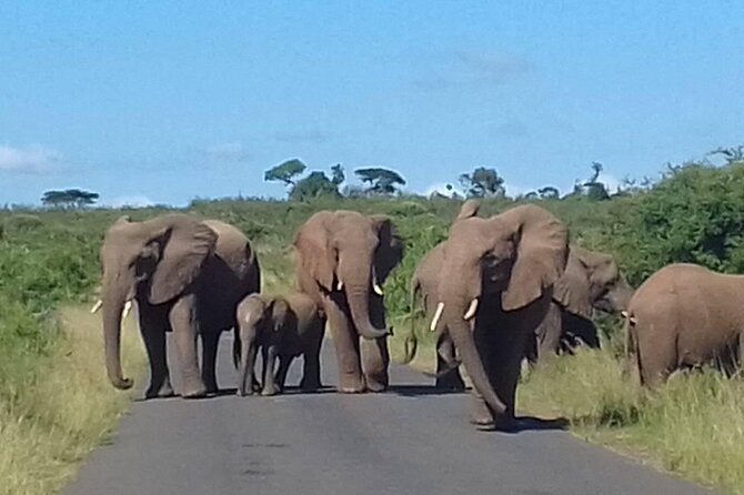 Hluhluwe Imfolozi Park And Isimangaliso Wetlands Park .st Lucia - Hluhluwe-iMfolozi: Big Five chances and the white rhino story