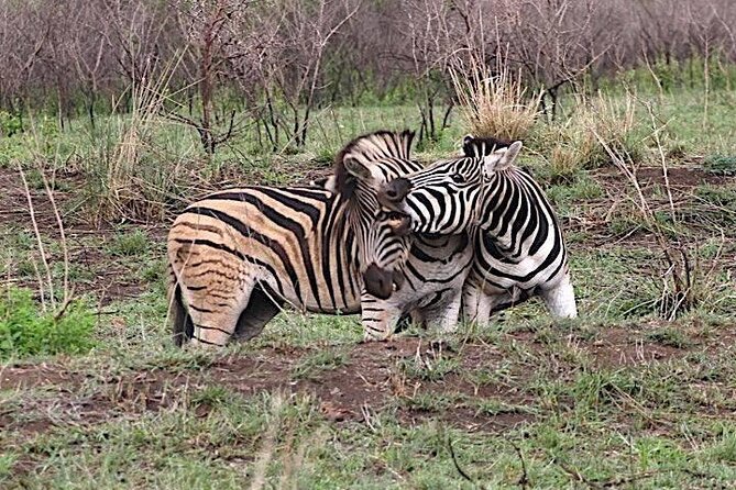 Hluhluwe Imfolozi Park And Isimangaliso Wetlands Park .st Lucia - What you might spot on the game drive (and how to manage expectations)