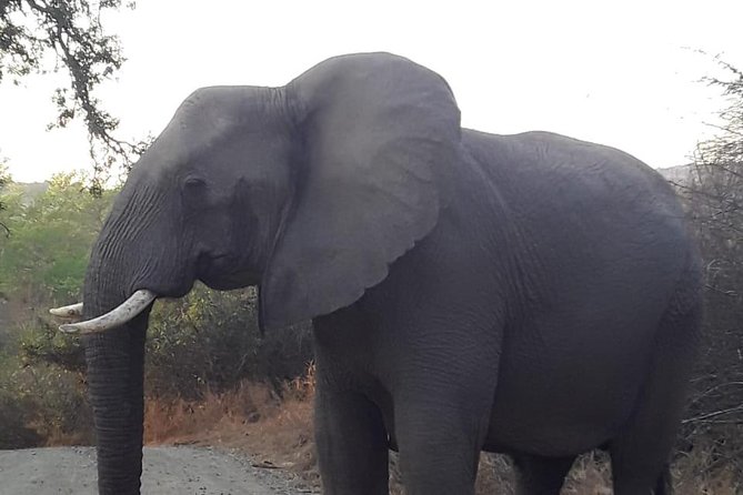 Hluhluwe Imfolozi Park Day Safari - Key Highlights You Should Know Before You Go