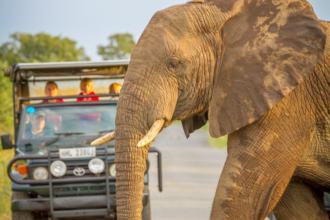 Hluhluwe-iMfolozi Park Exclusive Private Full Day Big 5 Safari - Key things to know before you go