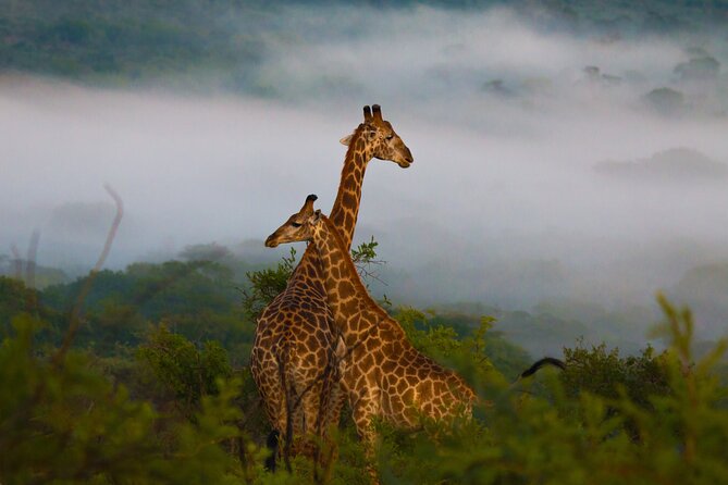 Hluhluwe-iMfolozi Park Exclusive Private Full Day Big 5 Safari - What “Big Five private safari” means once you are driving
