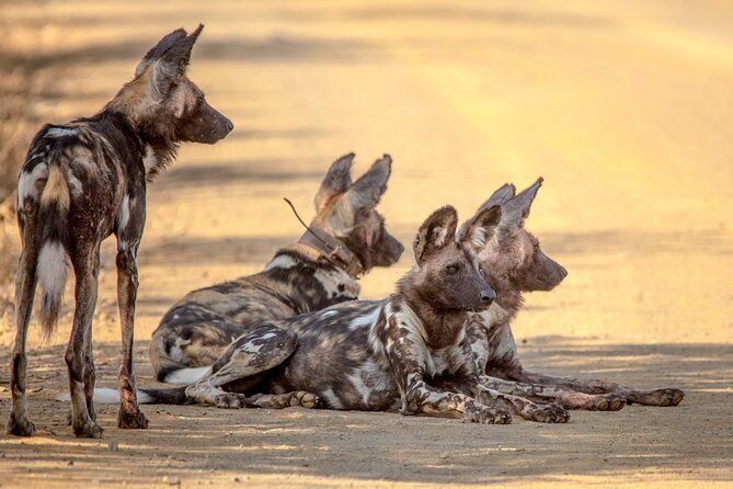 Hluhluwe-iMfolozi Park Exclusive Private Full Day Big 5 Safari - Staying comfortable for 7 to 8 hours on safari