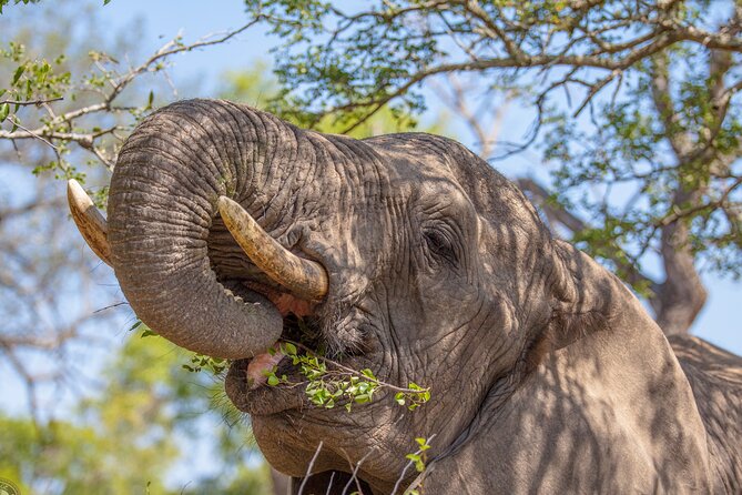 Hluhluwe-iMfolozi Park Exclusive Private Full Day Big 5 Safari - Breakfast and braai lunch in the bush: more than just included meals