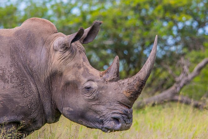 Hluhluwe-iMfolozi Park Exclusive Private Full Day Big 5 Safari - The 5:00 am St Lucia pickup, and how to plan your morning