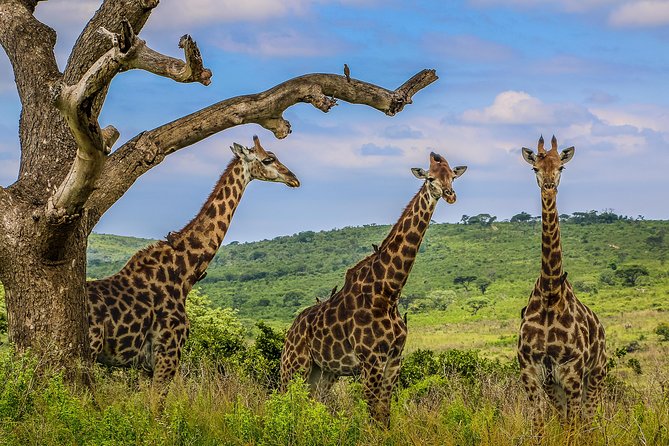 Hluhluwe-Imfolozi Park Full Day Big 5 Safari Tour - Morning Game Drives: When Predators Are Most Active