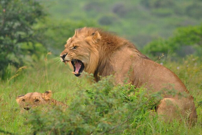 Hluhluwe-Imfolozi Park Full Day Big 5 Safari Tour - The Food Break That Keeps You Watching Animals