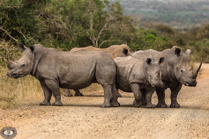 Hluhluwe-Imfolozi Park Full Day Big 5 Safari Tour - Price and What You Get for $96.05