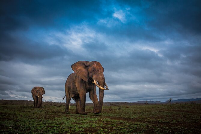 Hluhluwe-Imfolozi Park Half-day Big Five Safari Adventure - Half-day Big Five Safari: what 6 hours really gets you in Hluhluwe-iMfolozi