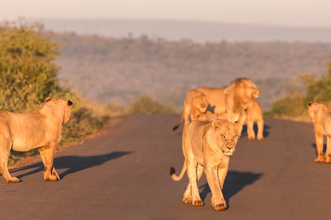 Hluhluwe-Imfolozi Park Half-day Big Five Safari Adventure - The bush breakfast break, tea and coffee, and why it helps your sightings