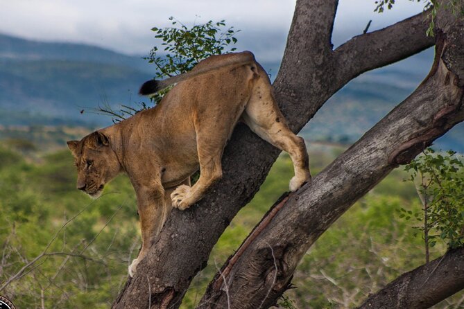 Hluhluwe-Imfolozi Park Half-day Big Five Safari Adventure - Big Five odds, plus smart expectations if you already did Kruger