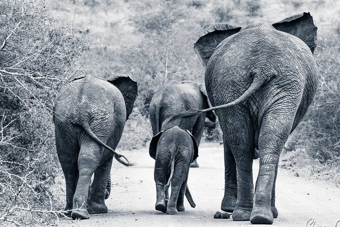 Hluhluwe-Imfolozi Park Half-day Big Five Safari Adventure - Price and value: why $78.50 feels fair for what’s included