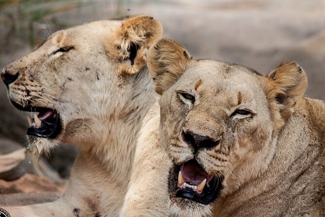 Hluhluwe-Imfolozi Park Half-day Big Five Safari Adventure - Group size, pacing, and what it feels like on the day