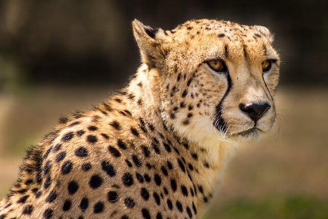 Hluhluwe-Imfolozi Park Half-day Big Five Safari Adventure - Open safari vehicle comfort: blankets and easy viewing