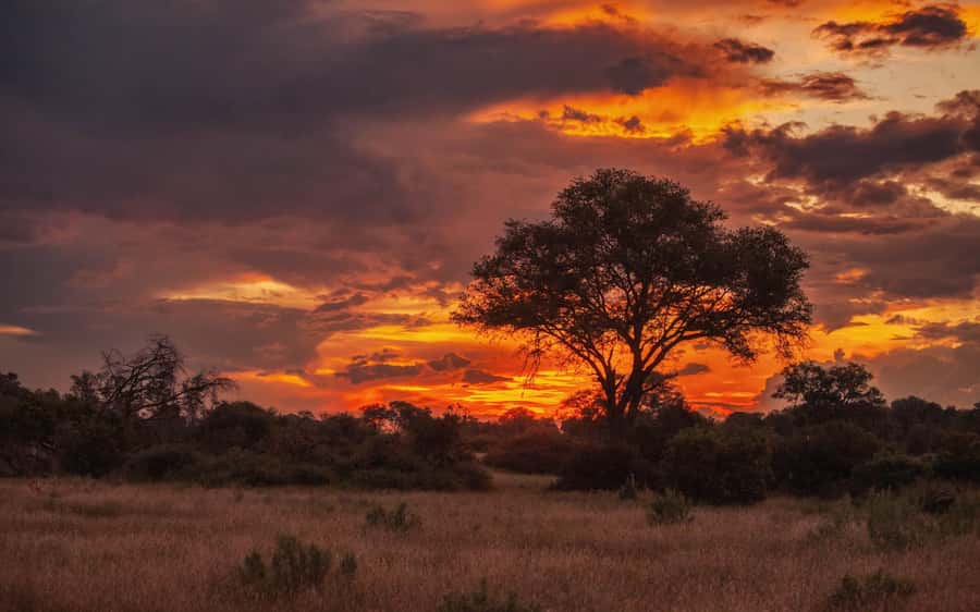 Hluhluwe-iMfolozi Park - Open Safari Vehicle Game Drives - Hluhluwe-iMfolozi Park, often called HIP, in plain terms