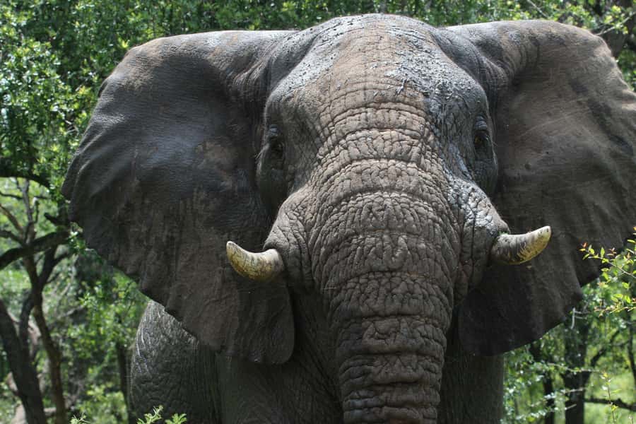 Hluhluwe-iMfolozi Park - Open Safari Vehicle Game Drives - Open Safari Vehicle Game Drives: why the vehicle type matters