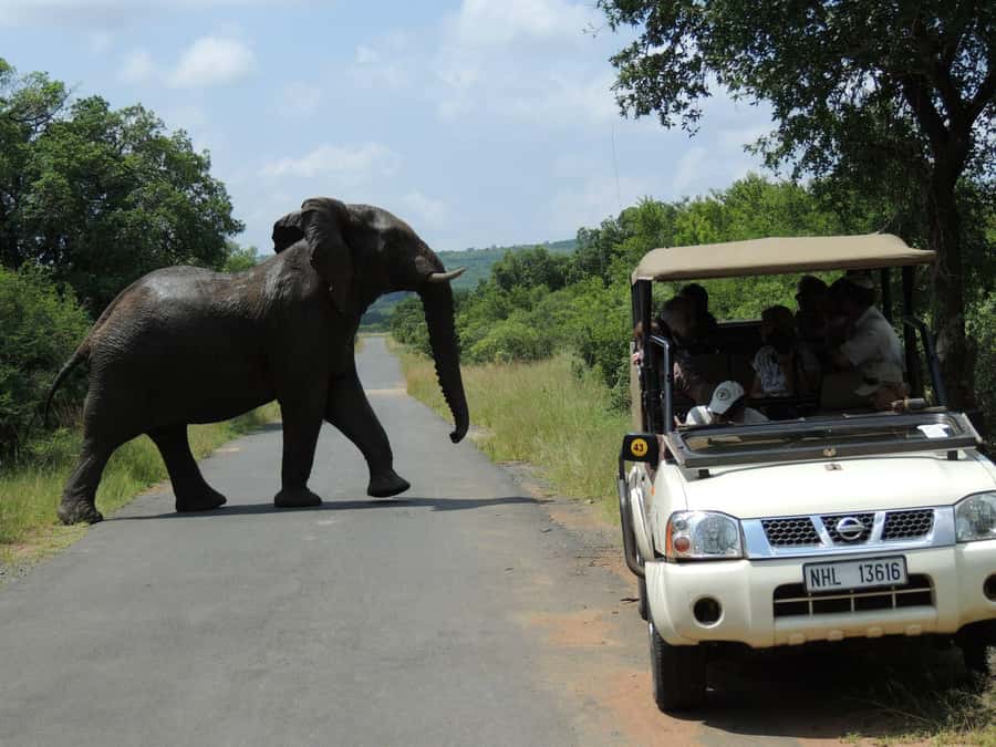 Hluhluwe-iMfolozi Park - Open Safari Vehicle Game Drives - Drive lengths: 3, 6, and 9 hours, and how to pick