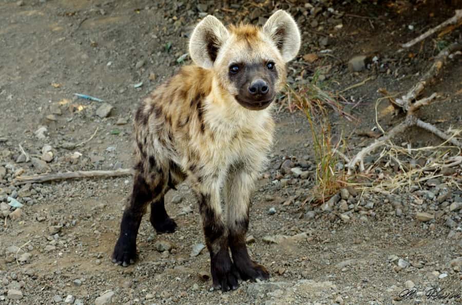 Hluhluwe-iMfolozi Park - Open Safari Vehicle Game Drives - What you’ll likely see: more than the Big Five