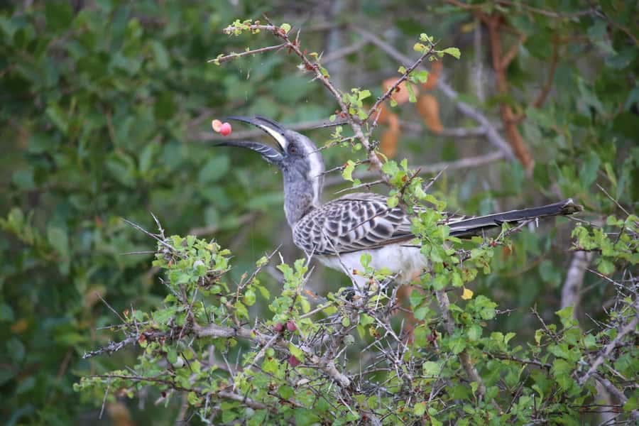 Hluhluwe-iMfolozi Park - Open Safari Vehicle Game Drives - Local guides on the road: names you might meet and why it matters