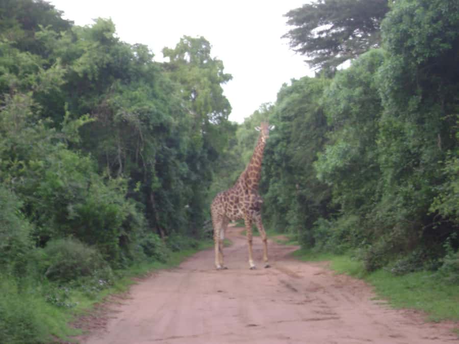 Hluhluwe-iMfolozi Park - Open Safari Vehicle Game Drives - Rules you should know before you step on board