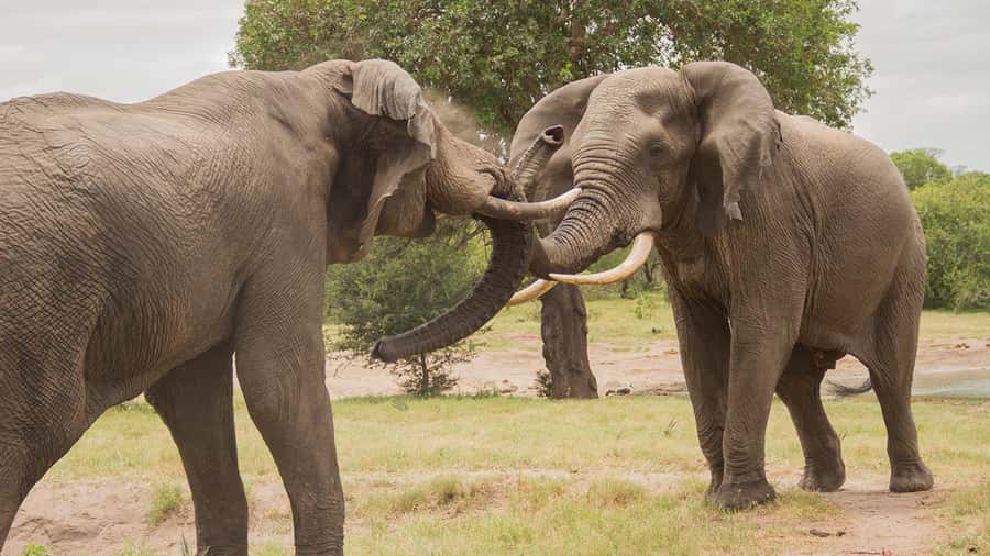 Hluhluwe-iMfolozi Park - Open Safari Vehicle Game Drives - Who should book, and who might want a different option