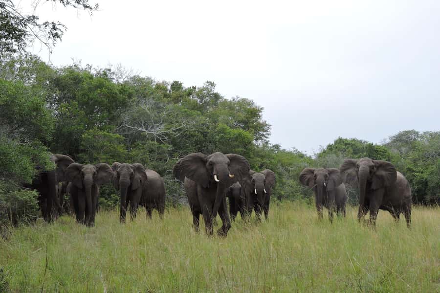 Hluhluwe-iMfolozi Park - Open Safari Vehicle Game Drives - Getting to the park: Memorial Gate vs Nyalazi Gate