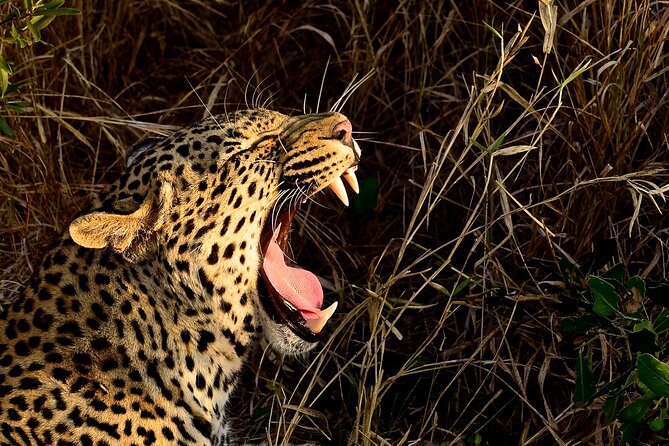 Hluhluwe Imfolozi Safari Day Tour from Durban - Hluhluwe iMfolozi, Zululand Big Five in one focused day