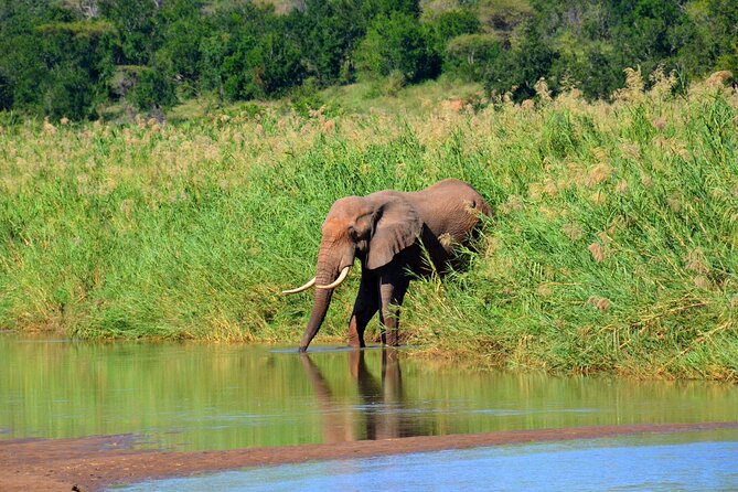 Hluhluwe Imfolozi Safari Day Tour from Durban - Who this safari tour suits best