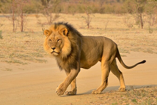 Hluhluwe Imfolozi Safari Day Tour from Durban - Inside the reserve: a guided closed-vehicle game drive