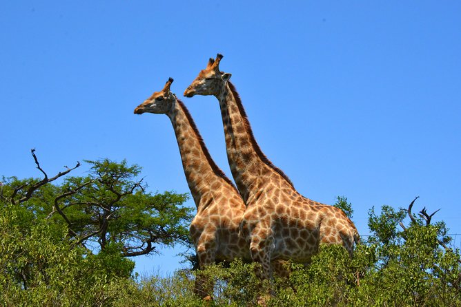 Hluhluwe Imfolozi Safari & St Lucia Boat Safari Day Tour from Durban - Your Evening Wrap-Up: Dinner Overlooking the Park (Plan for Food)