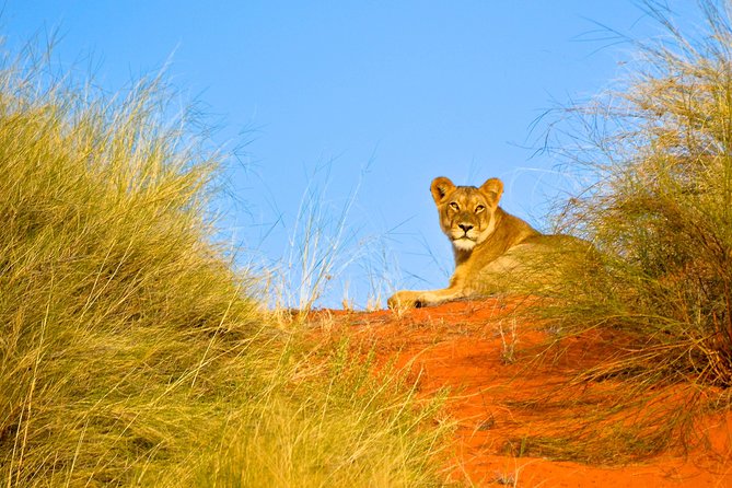 Hluhluwe Imfolozi Safari & St Lucia Boat Safari Day Tour from Durban - How Much Value Are You Really Getting for the Price?