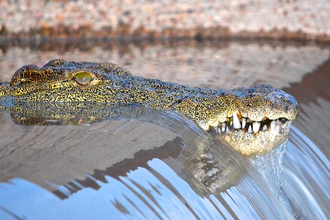Hluhluwe Imfolozi Safari & St Lucia Boat Safari Day Tour from Durban - Durban Pickup at 6:00 am, Then Out Into Real Wildlife Time