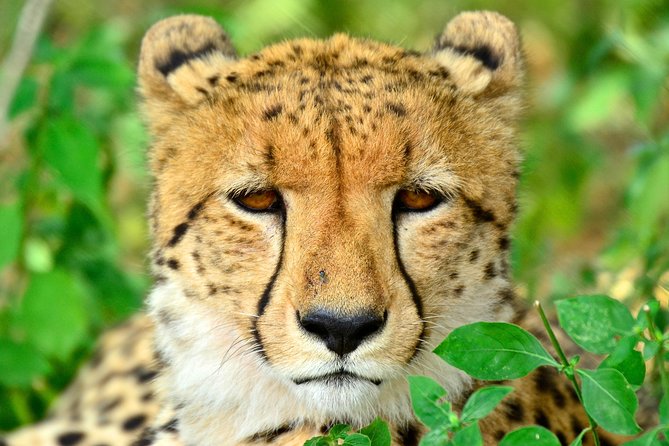 Hluhluwe Safari & Emdoneni Wild Cat Project Day Tour from Durban - Turning Durban into a Big Five and wild cats day