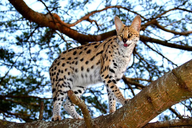 Hluhluwe Safari & Emdoneni Wild Cat Project Day Tour from Durban - Hluhluwe Imfolozi Game Reserve: the Big Five chase in Zululand