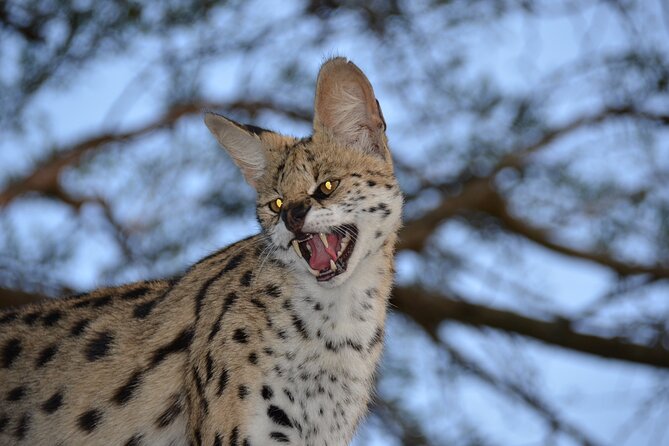 Hluhluwe Safari & Emdoneni Wild Cat Project Day Tour from Durban - What to expect from the schedule and drive time