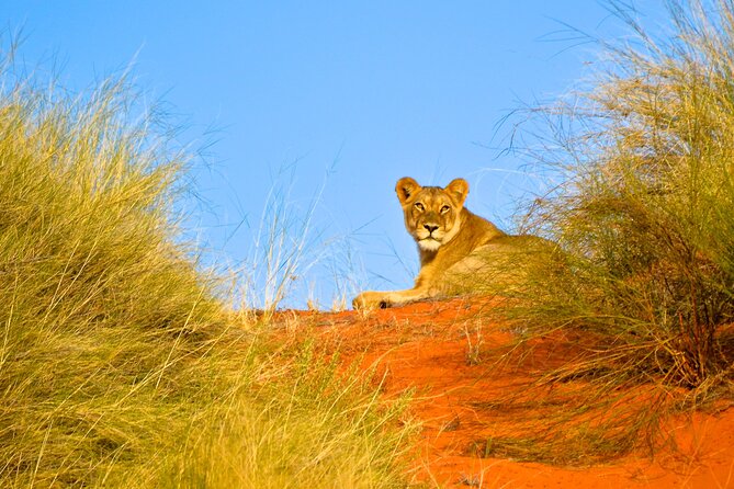Hluhluwe Safari & Emdoneni Wild Cat Project Day Tour from Durban - Who this tour suits best, and who should reconsider