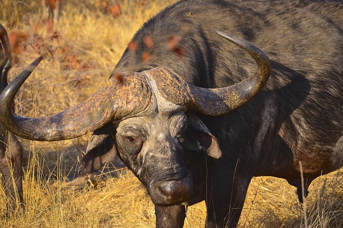 Hluhluwe Safari & Emdoneni Wild Cat Project Day Tour from Durban - Should you book the Hluhluwe and Emdoneni day tour from Durban?