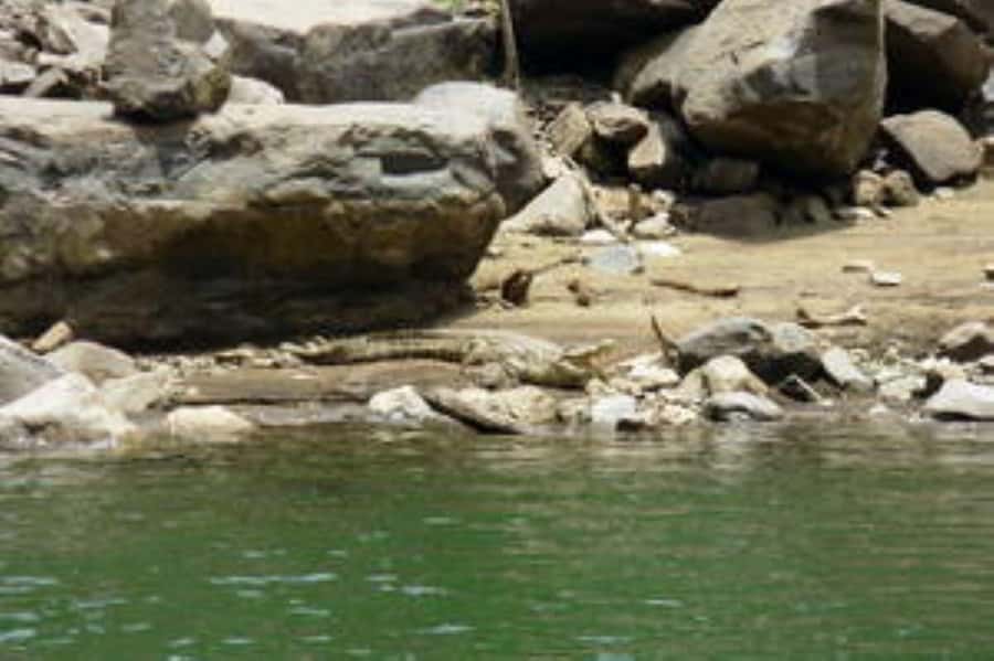 Hoedspruit: Blyde River Canyon Dam Boat Cruise - The 90-minute rhythm: briefing, scenic cruising, wildlife time